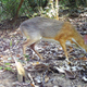 Camera-trap photo of silver-backed chevrotain.